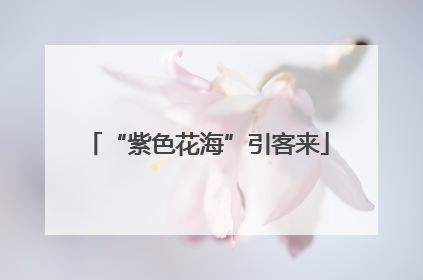 “紫色花海”引客来