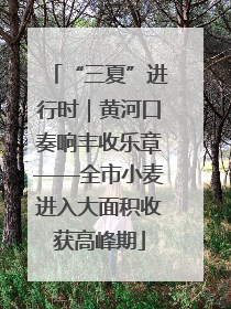 “三夏”进行时｜黄河口奏响丰收乐章——全市小麦进入大面积收获高峰期