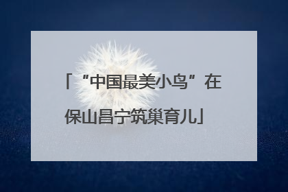“中国最美小鸟”在保山昌宁筑巢育儿