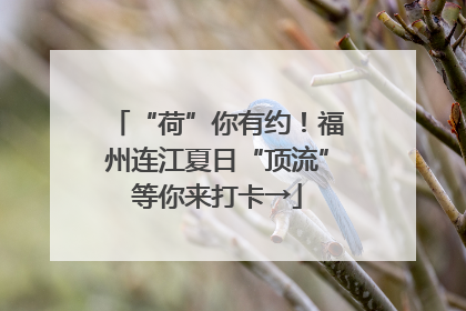 “荷”你有约！福州连江夏日“顶流”等你来打卡→