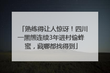 熟练得让人惊讶！四川一黑熊连续3年进村偷蜂蜜，藏哪都找得到