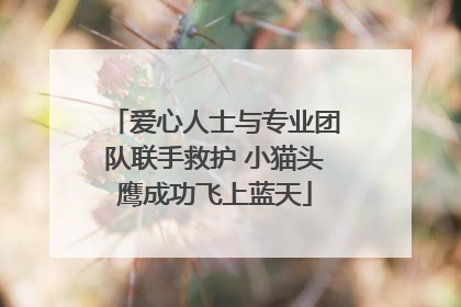 爱心人士与专业团队联手救护 小猫头鹰成功飞上蓝天