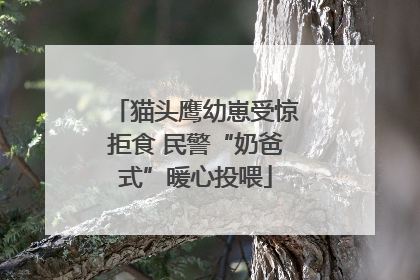 猫头鹰幼崽受惊拒食 民警“奶爸式”暖心投喂