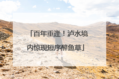 百年重逢！泸水境内惊现短序醉鱼草