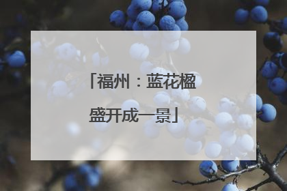 福州：蓝花楹盛开成一景