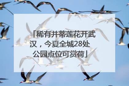 稀有并蒂莲花开武汉，今夏全城28处公园点位可赏荷