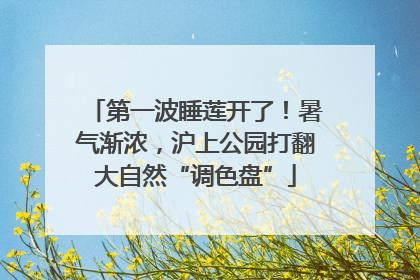 第一波睡莲开了！暑气渐浓，沪上公园打翻大自然“调色盘”