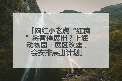 网红小老虎“红糖”将暂停展出？上海动物园：展区改建，会安排展出计划