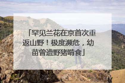 罕见兰花在京首次重返山野！极度濒危，幼苗曾遭野猪啃食