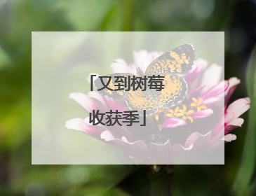 又到树莓收获季