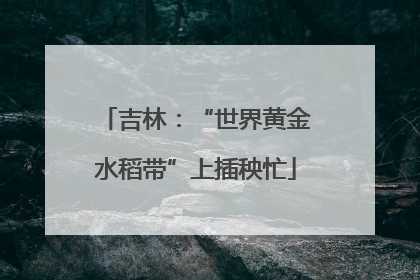 吉林：“世界黄金水稻带”上插秧忙