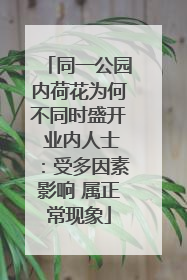 同一公园内荷花为何不同时盛开 业内人士：受多因素影响 属正常现象