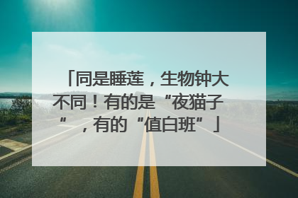 同是睡莲，生物钟大不同！有的是“夜猫子”，有的“值白班”