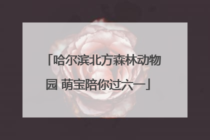 哈尔滨北方森林动物园 萌宝陪你过六一