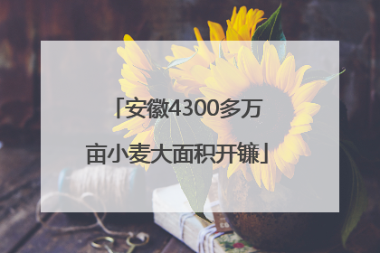 安徽4300多万亩小麦大面积开镰