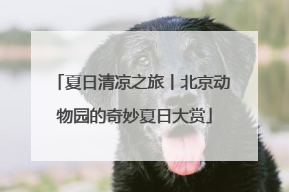 夏日清凉之旅丨北京动物园的奇妙夏日大赏