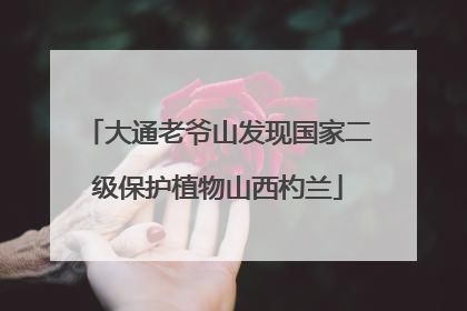 大通老爷山发现国家二级保护植物山西杓兰