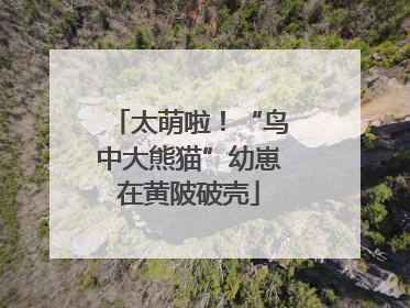 太萌啦！“鸟中大熊猫”幼崽在黄陂破壳
