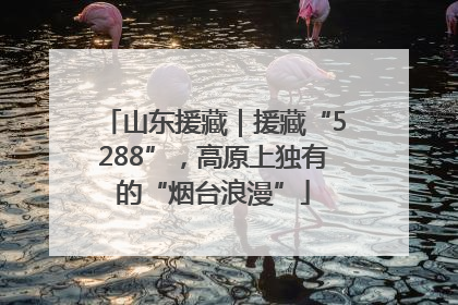 山东援藏｜援藏“5288”，高原上独有的“烟台浪漫”