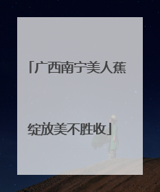 广西南宁美人蕉绽放美不胜收