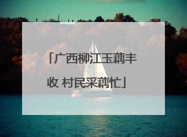 广西柳江玉藕丰收 村民采藕忙