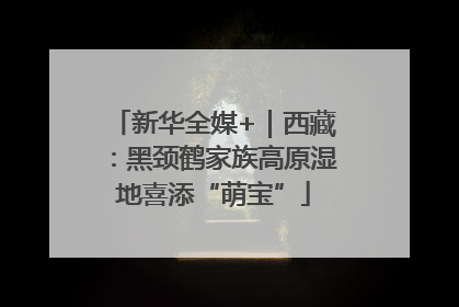 新华全媒+｜西藏：黑颈鹤家族高原湿地喜添“萌宝”