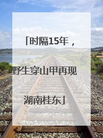 时隔15年，野生穿山甲再现湖南桂东