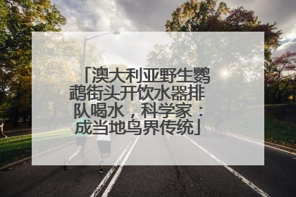 澳大利亚野生鹦鹉街头开饮水器排队喝水，科学家：成当地鸟界传统