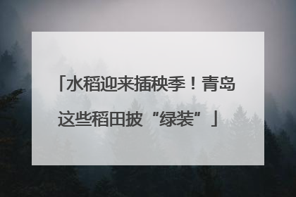 水稻迎来插秧季！青岛这些稻田披“绿装”