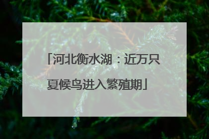 河北衡水湖：近万只夏候鸟进入繁殖期