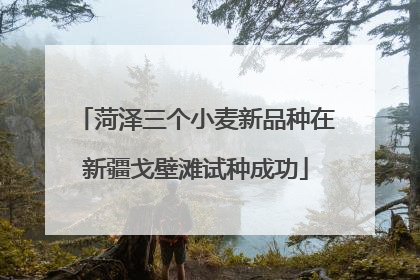 菏泽三个小麦新品种在新疆戈壁滩试种成功