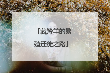 藏羚羊的繁殖迁徙之路