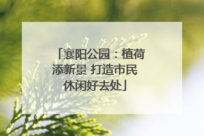 襄阳公园：植荷添新景 打造市民休闲好去处