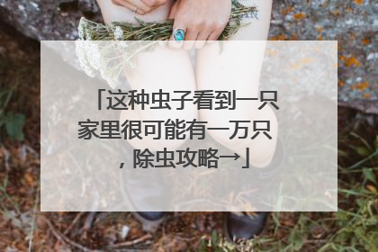 这种虫子看到一只家里很可能有一万只，除虫攻略→