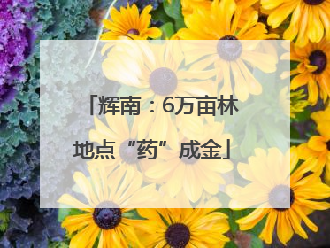 辉南：6万亩林地点“药”成金