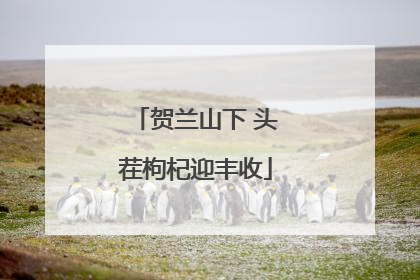 贺兰山下 头茬枸杞迎丰收