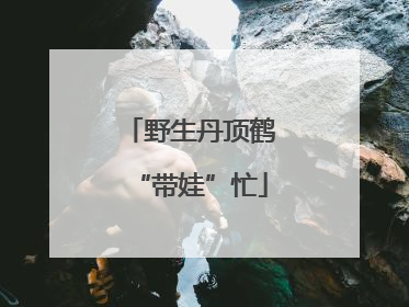 野生丹顶鹤“带娃”忙