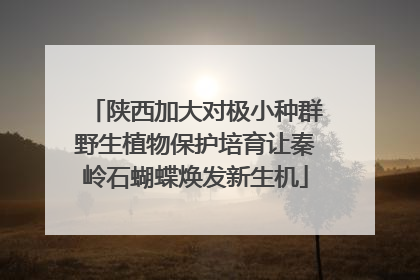 陕西加大对极小种群野生植物保护培育让秦岭石蝴蝶焕发新生机