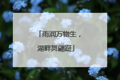 雨润万物生，湖畔舞翩跹