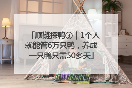 顺链探鸭③｜1个人就能管6万只鸭，养成一只鸭只需50多天