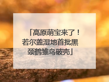 高原萌宝来了！若尔盖湿地首批黑颈鹤雏鸟破壳