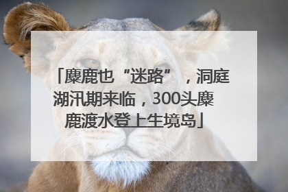 麋鹿也“迷路”，洞庭湖汛期来临，300头麋鹿渡水登上生境岛